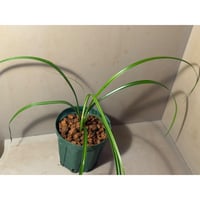 Cyperus sp. from Baratang Island Andaman