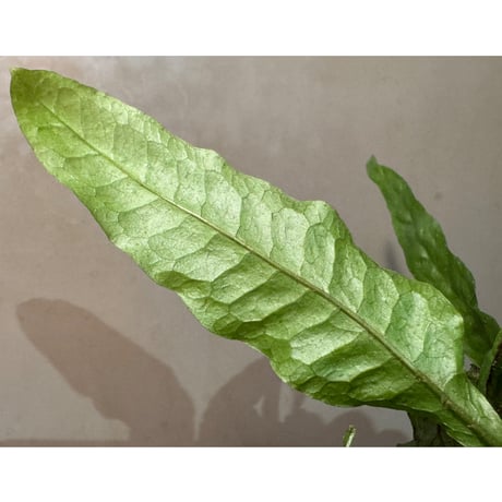 Microsorium sp. Sarawak Giant ミクロソリウム sp. サラワクジャイアント