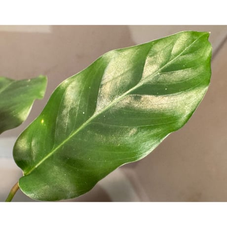 Calathea warscewiczii [Mundiflora]