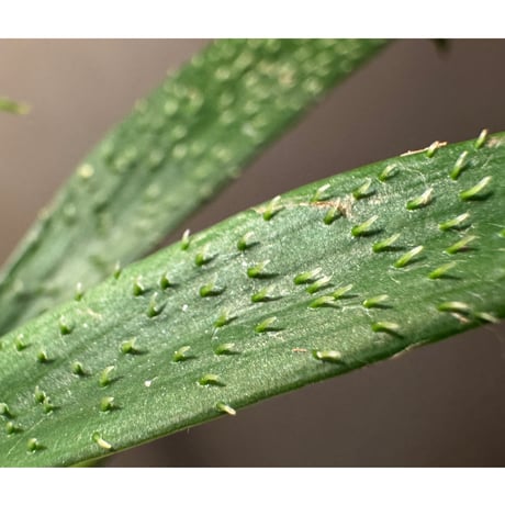 Homalomena uncinata from Aceh Sumatera