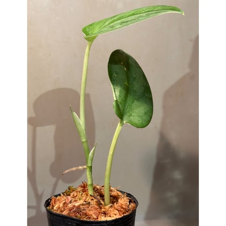 Scindapsus sp. 'Sparkling'