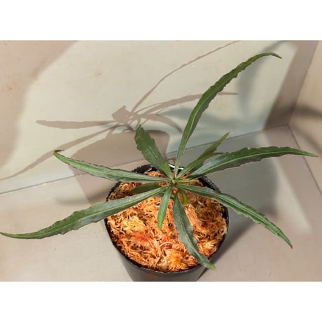 Labisia sp. "Star light"