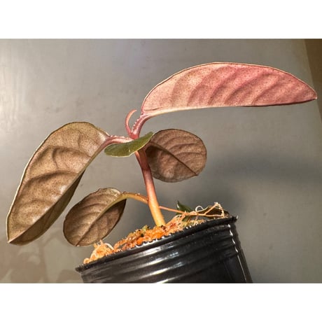 Ardisia sp. from Kalimantan
