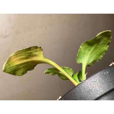 Cryptocoryne versteegii var. versteegii from Timika Papua Tengah