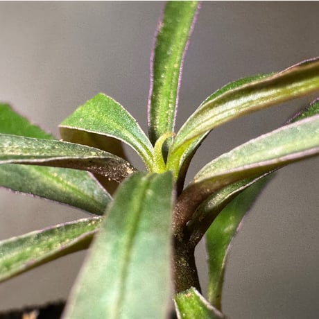 Labisia sp. "Star light"