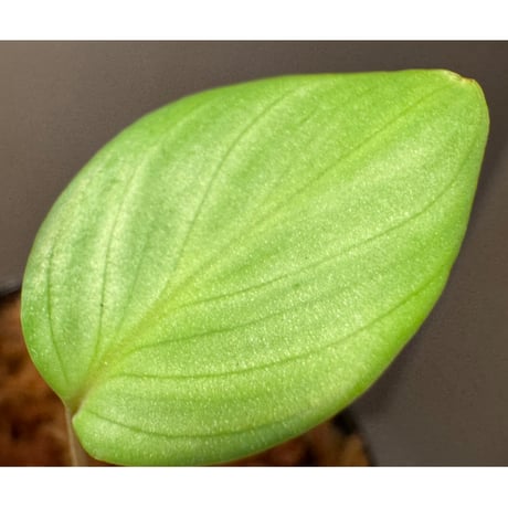 Homalomena sp. "Aceh Silver" from Aceh sumatera [LA0613-00]
