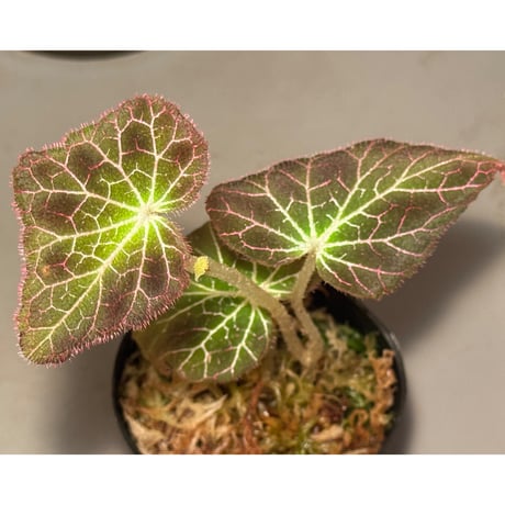 Begonia fulgurata
