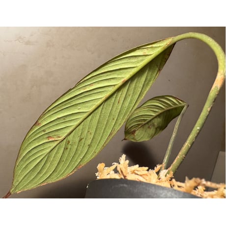 (緑葉) Homalomena sp. Indragiri Hulu Riau Sumatera