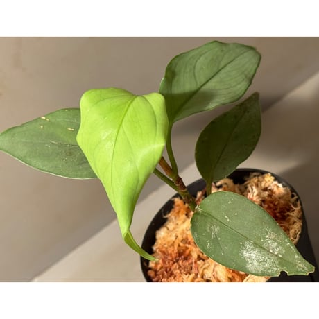 Aglaonema nebulosum from Hulu Langat Malaysia [PB0226-1]