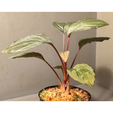 Homalomena sp. "Amber Velvet" from Kepulauan Riau