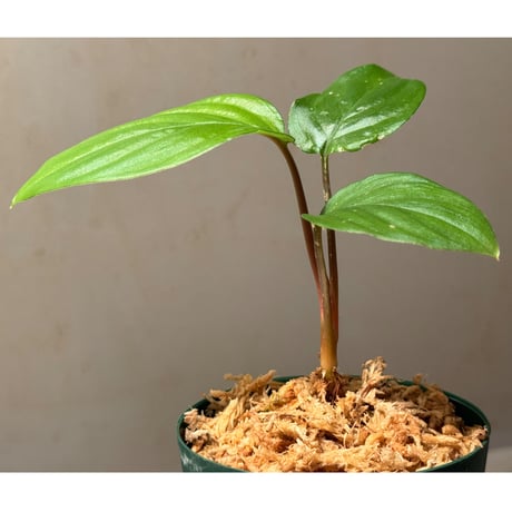 Homalomena sp. "Natal" Sumatra utara [TB2401]