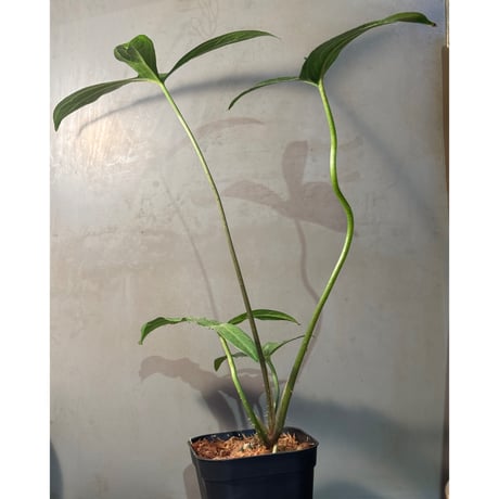 Lasia spinosa