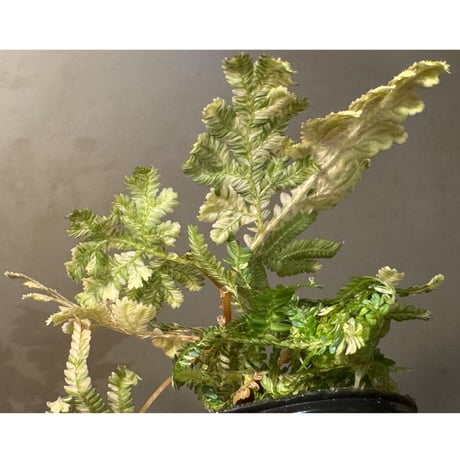 Selaginella willdenowii "variegata"