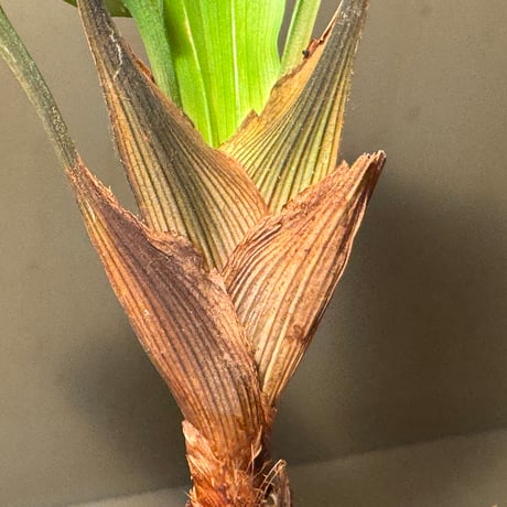 Mapania cuspidata from Bengkayang West Kalimantan