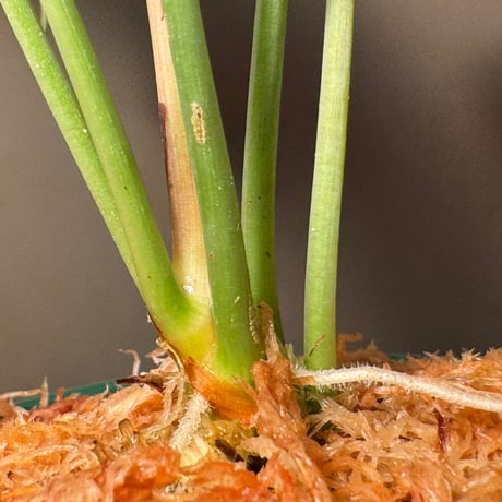 Colobogynium tecturatum from Sekadau
