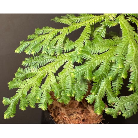 Selaginella sp. from Bogor West Java