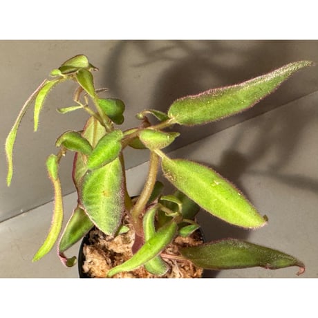 Sonerila sp. from Kapuas Hulu Kalimantan Barat