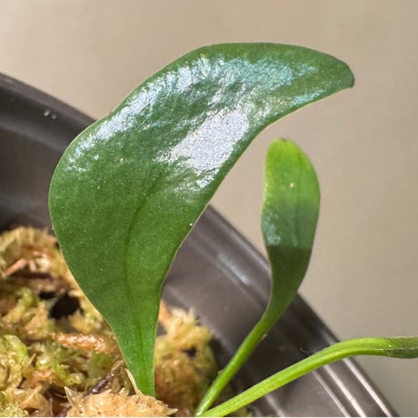Microsorum thailandicum