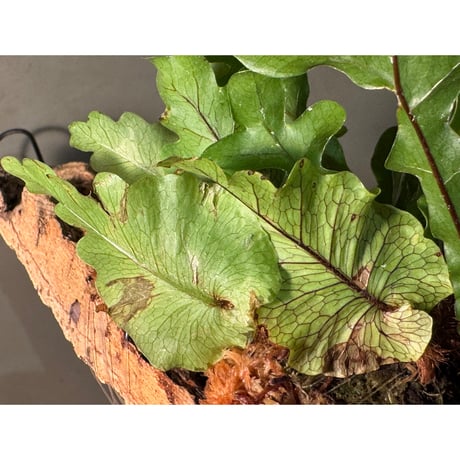 Drynaria bonii 'Dwarf'