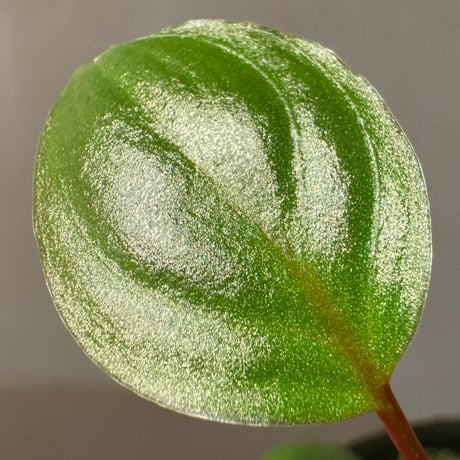 Homalomena sp. from Tambunan [TK200217]