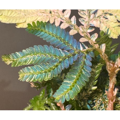 Selaginella willdenowii "variegata"