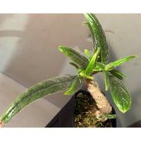 Columnea flexiflora