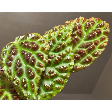 Begonia dracopelta from Borneo