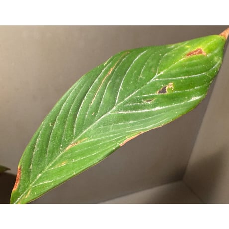 (緑葉) Homalomena sp. Indragiri Hulu Riau Sumatera