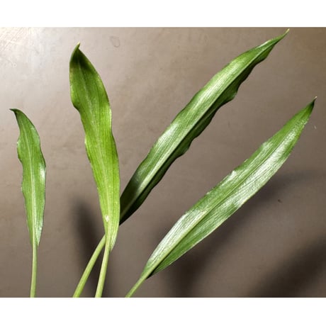 Homalomena sp. from Timika Papua Tengah