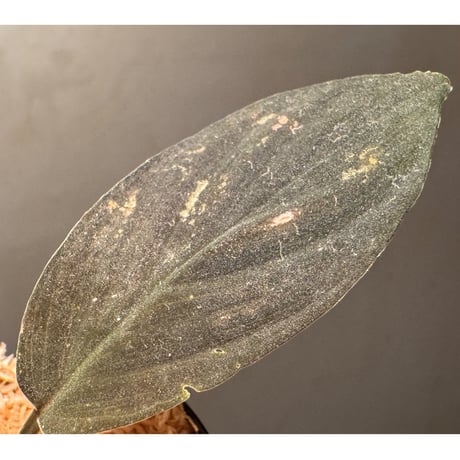 (茶黒) Homalomena sp. from Indragiri Hulu Riau Sumatera