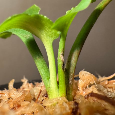 Cryptocoryne versteegii var. versteegii from Timika Papua Tengah