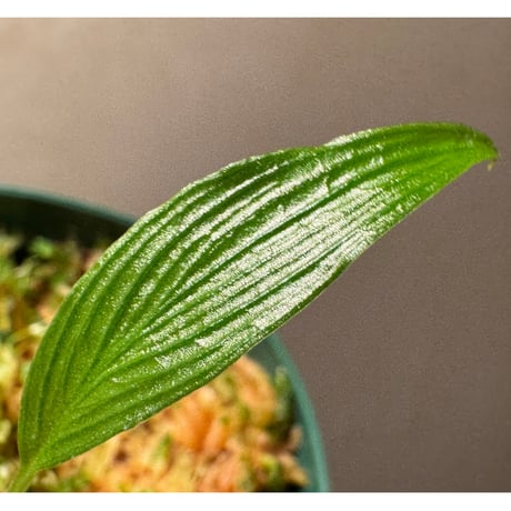 Homalomena sp. from West Papua