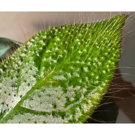 Codonoboea sp. "Shocker" Kalimantan barat [AZ1122-4]