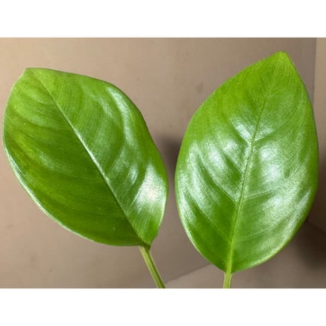 Schismatoglottis sp. Seruyan Hulu Kalimantan Tengah [PB0925-1]