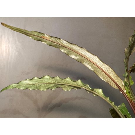 Schismatoglottis sp. "Dragon Tail" from Pangkalan Bun