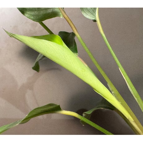 Calathea warscewiczii [Mundiflora]
