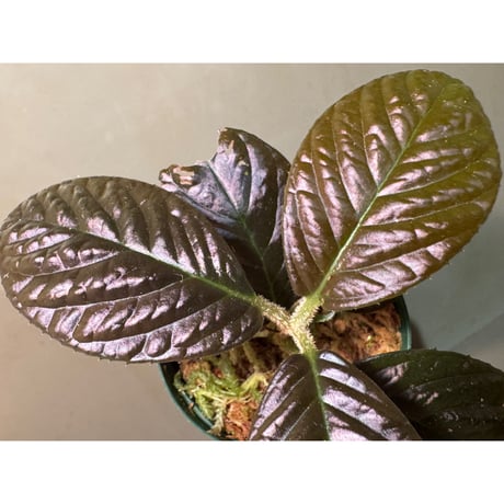 Ardisia sp. from South Thailand