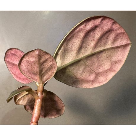 Ardisia sp. from Kayulapis [TB]