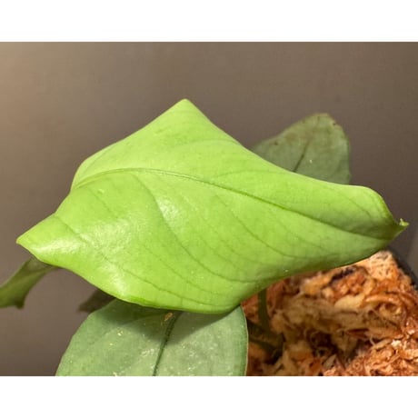 Aglaonema nebulosum from Hulu Langat Malaysia [PB0226-1]