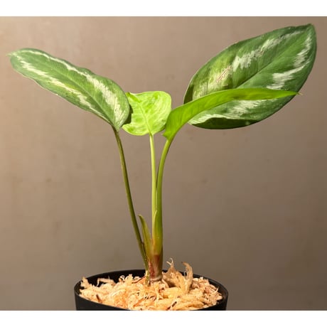 Homalomena sp. from Jambi Sumatera