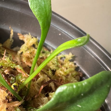 Microsorum thailandicum