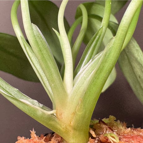 Homalomena sp. from Bau Sarawak