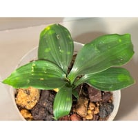 Dracaena cantleyi "Serimbu" Landak Kalimantan barat [TB]