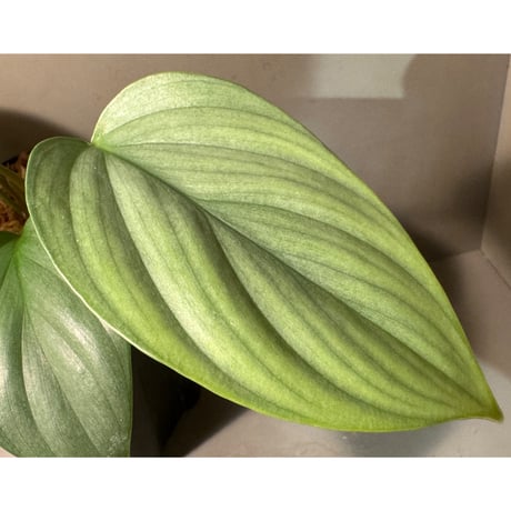 Homalomena sp. "Green widow" from Padang sidempuan [AZ0724-1]
