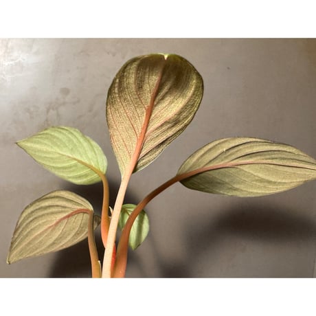 Homalomena sp. from Riau Sumatera