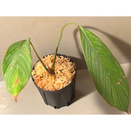 (緑葉) Homalomena sp. Indragiri Hulu Riau Sumatera