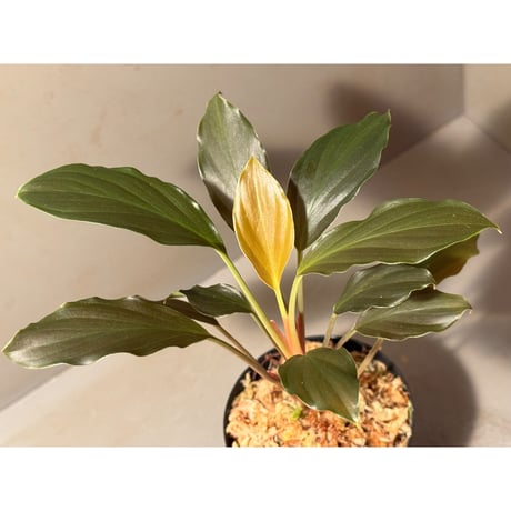 Homalomena sp. from Jawa Barat