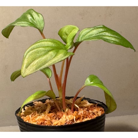 Homalomena sp. Seruyan Hulu Kalimantan Tengah [PB0925-3]