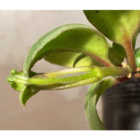 Codonanthe uleana from Moyobamba San Martin Peru