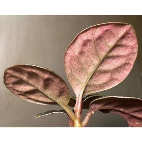 Ardisia sp. from Kayulapis [TB]